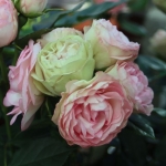 Lovely Rokoko / Лавлі Рококо